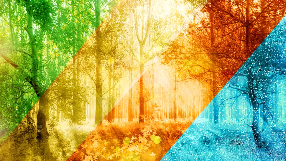 an image of a forest showing all four seasons (spring, summer, fall, winter)