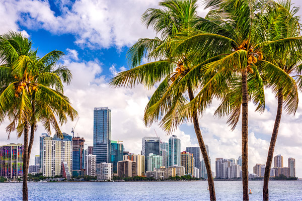 Miami Skyline with Palm Trees